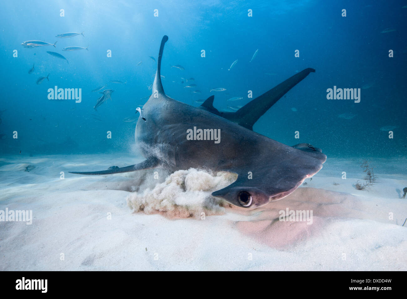 Hammerhead Shark Eating Stingray