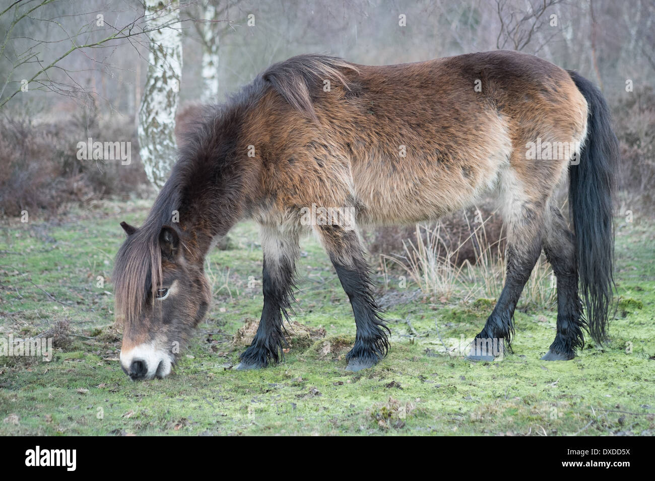 wild exmoor pony sutton park sutton coldfield england Stock Photo