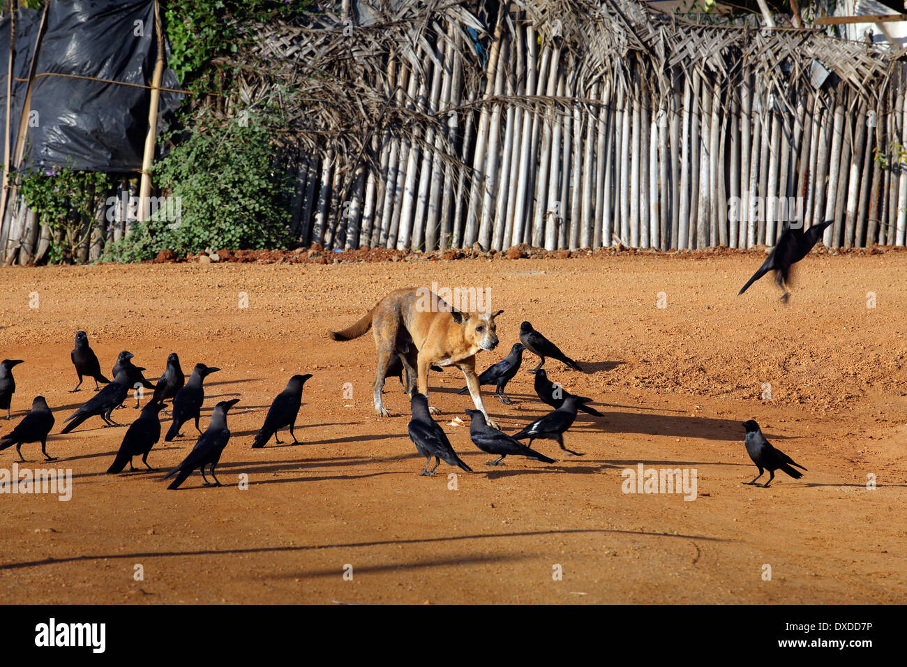 Street dog eating scavenged food scraps surrounded by hungry crows Stock Photo