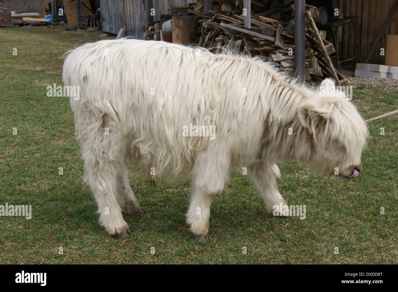 Young Highland cattle cow at the Curran Homestead, Orrington, Maine. Stock Photo