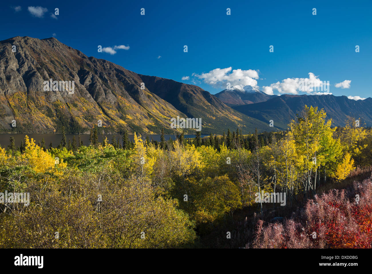 autumn colours on the South Klondike Highway nr Tagish Lake, with Escarpment Mountain, Yukon Territories, Canada Stock Photo