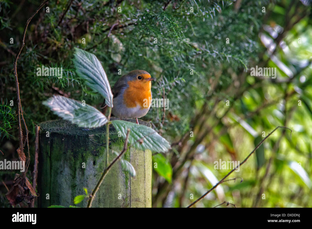 Robin perched on a tree trunk Stock Photo