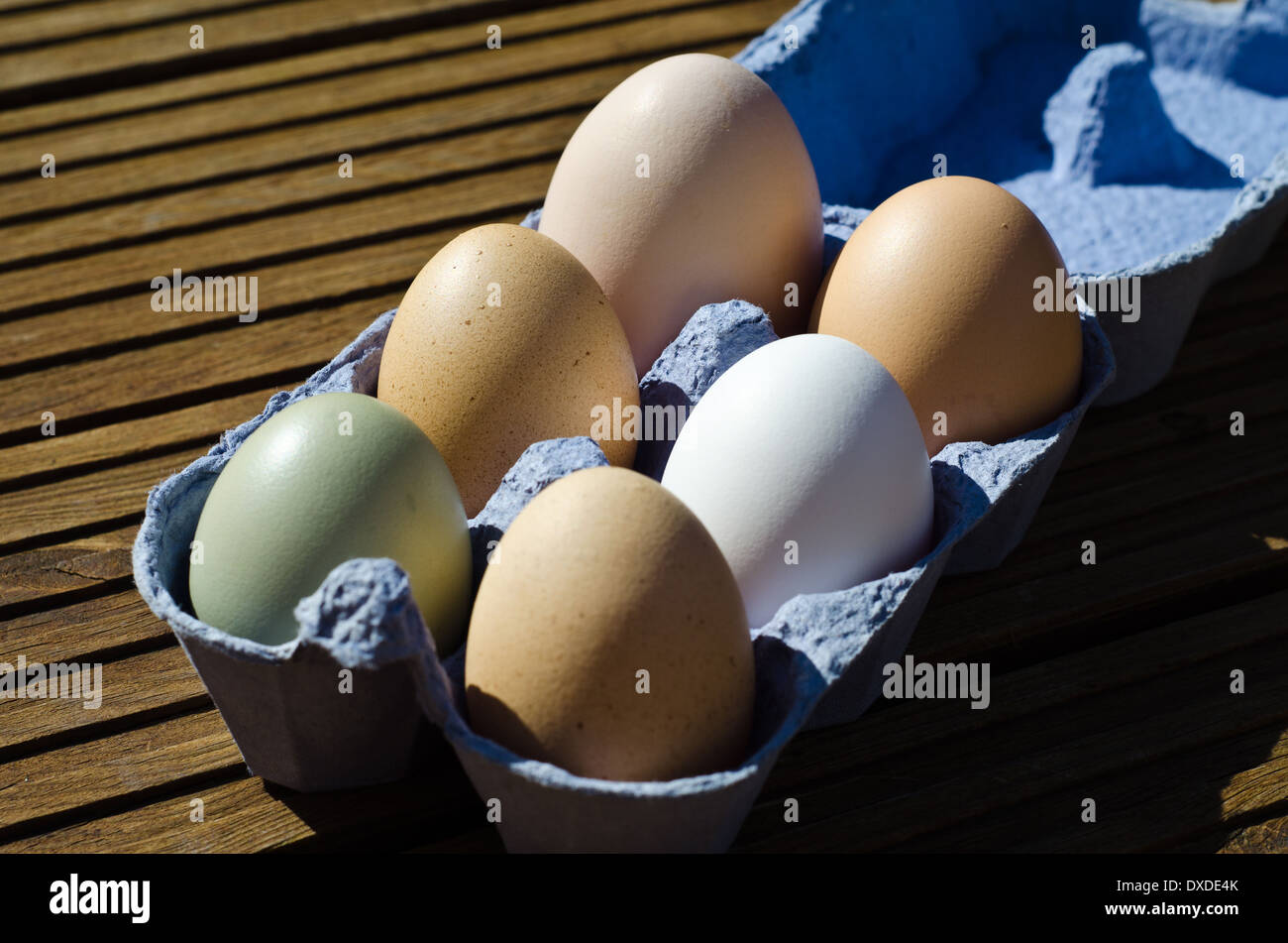 Free Range chickens eggs showing wide variation in size and colour ...