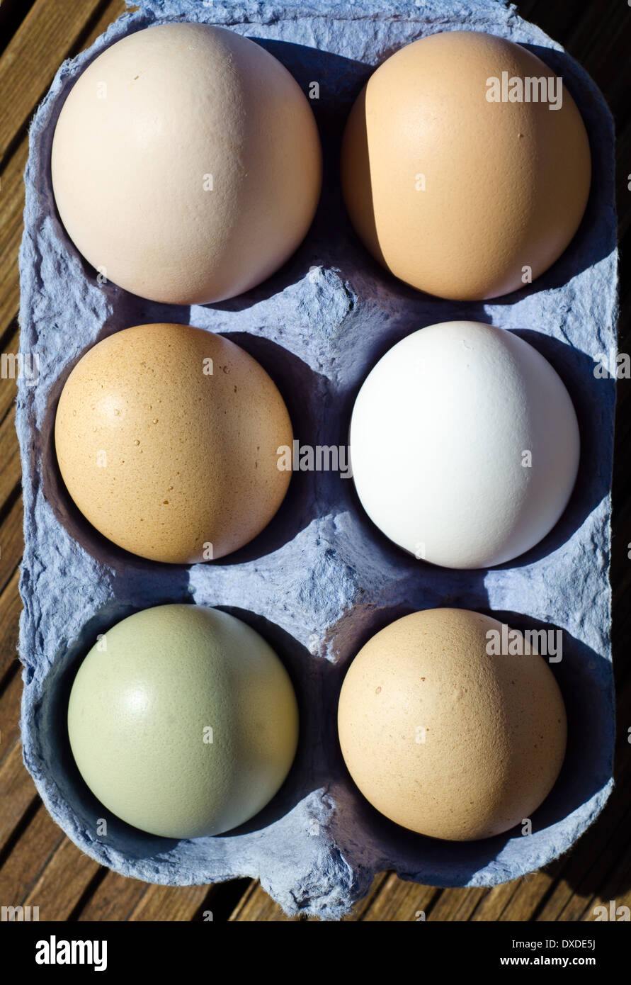 Free Range chickens eggs showing wide variation in size and colour Stock Photo