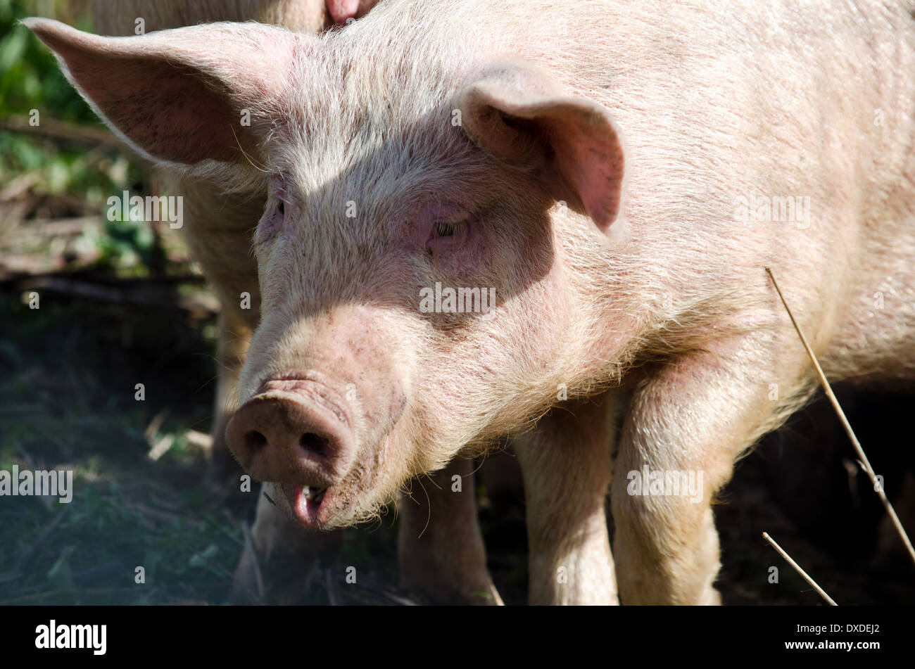 Closeup of head of a pig Stock Photo