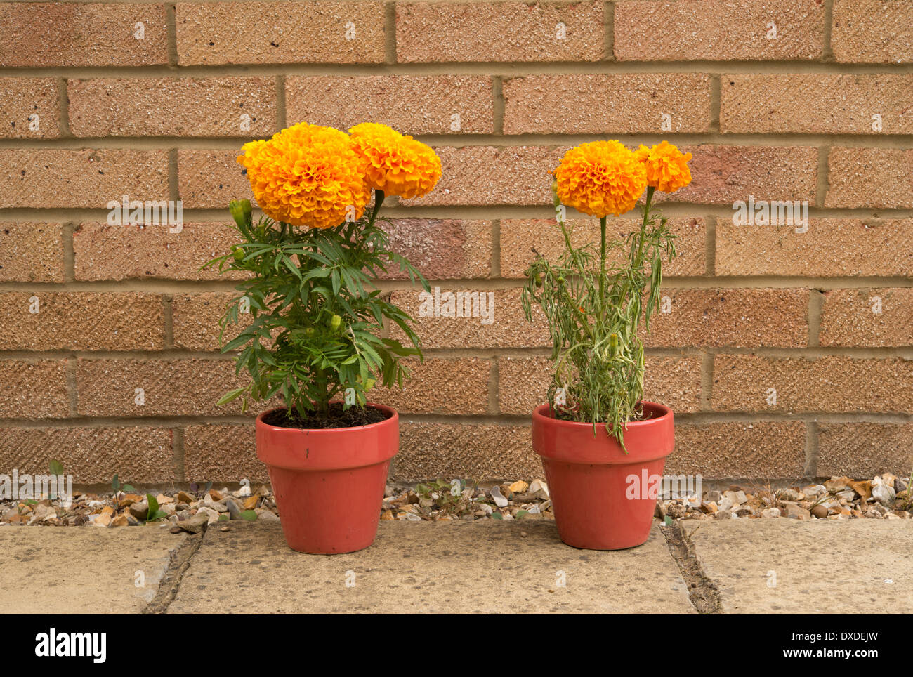 Two marigold plants, left one watered, right one not, sequence showing
