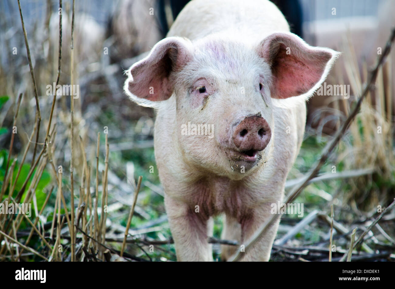 Domestic Pig, showing head, snout and large ears Stock Photo