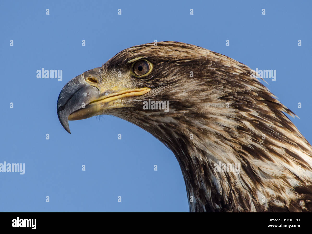 juvenile bald eagle head Stock Photo - Alamy