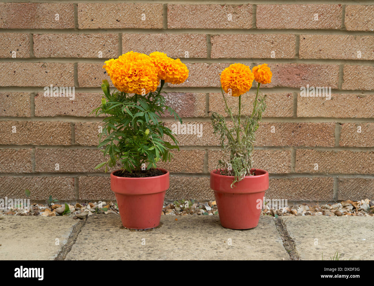 Effects of drought hires stock photography and images Alamy