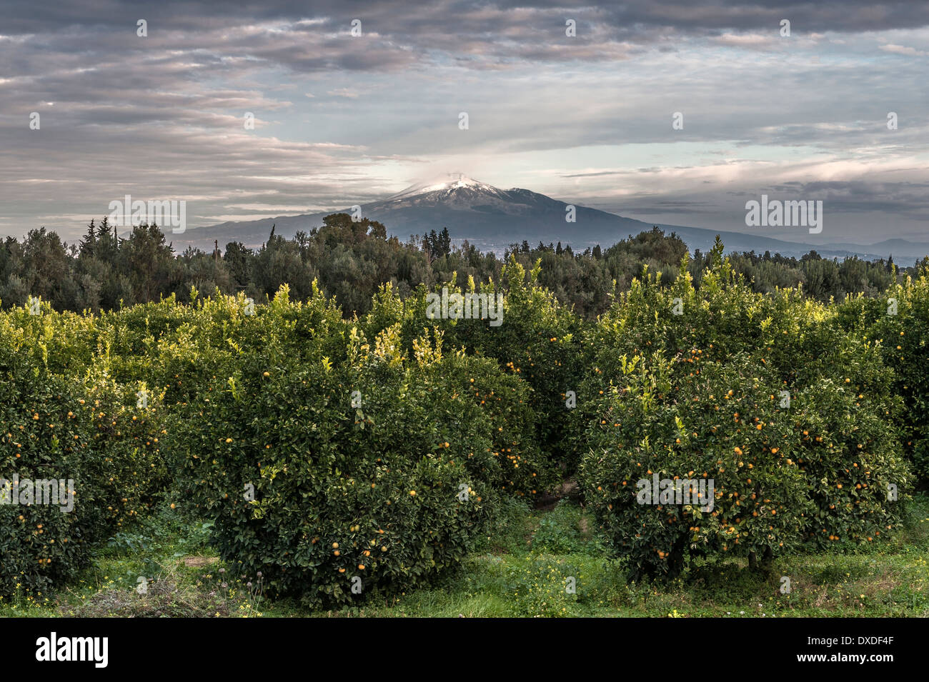 An orchard of blood oranges in Sicily with Mount Etna in the background Stock Photo