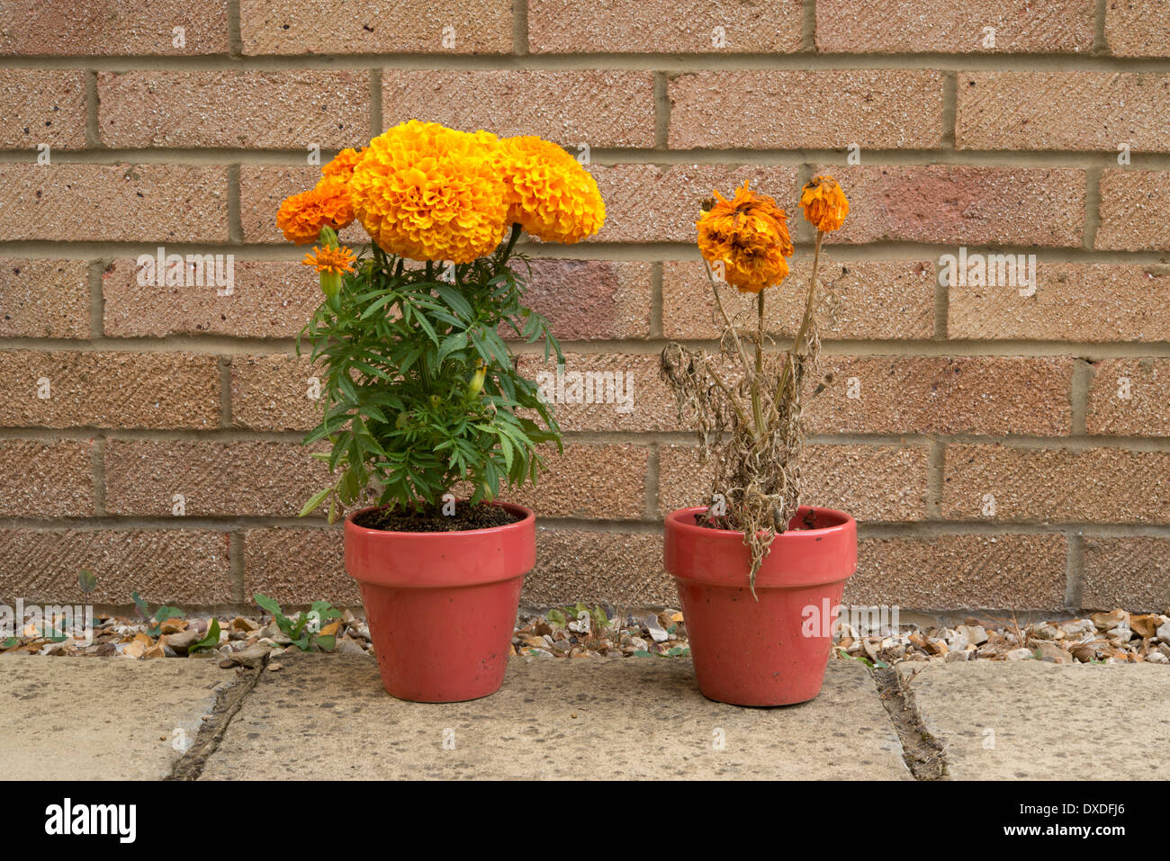 Two marigold plants, left one watered, right one not, sequence showing effects of drought. Fifteenth day, right one dying. Stock Photo