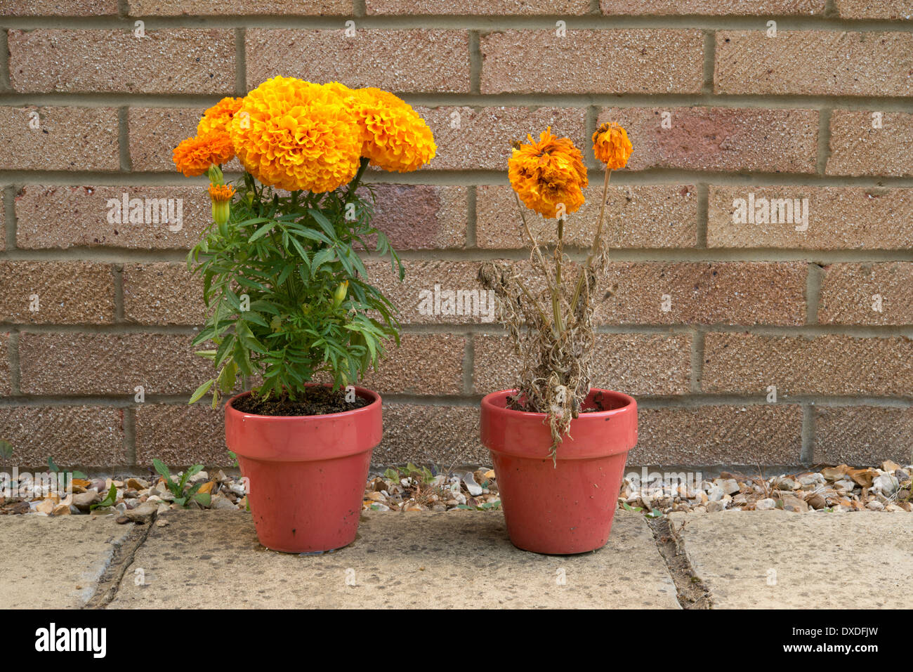 Two marigold plants, left one watered, right one not, sequence showing effects of drought. Fourteenth day, right one dying. Stock Photo