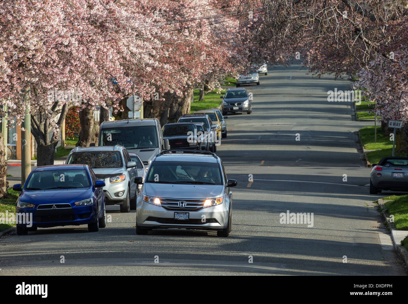Cherry blossom trees in full bloom on Moss Street, Victoria, British
