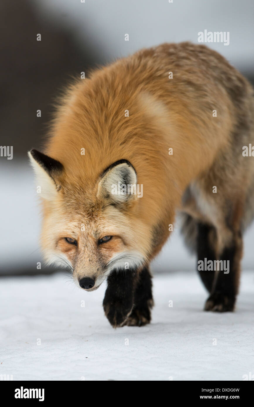 Red Fox (Vulpes vulpes) stalking in the snow, Yellowstone National Park, Wyoming Stock Photo