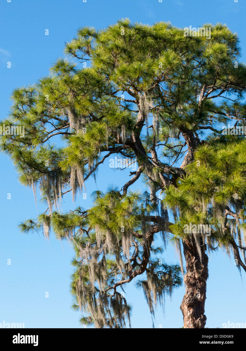 Spanish Moss Hanging in Southern Live Oak Tree, Tampa, FL Stock Photo