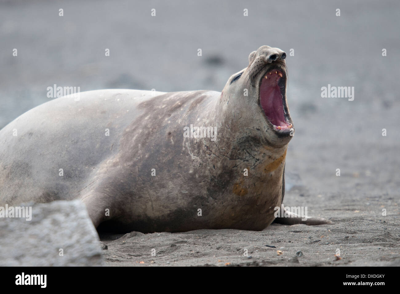 Southern Elephant Seal Bull, Mirounga leonina, roaring, Hannah Point, South Shetland Islands. Stock Photo