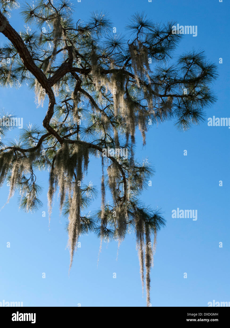 Spanish Moss Hanging in Southern Live Oak Tree, Tampa, FL Stock Photo ...