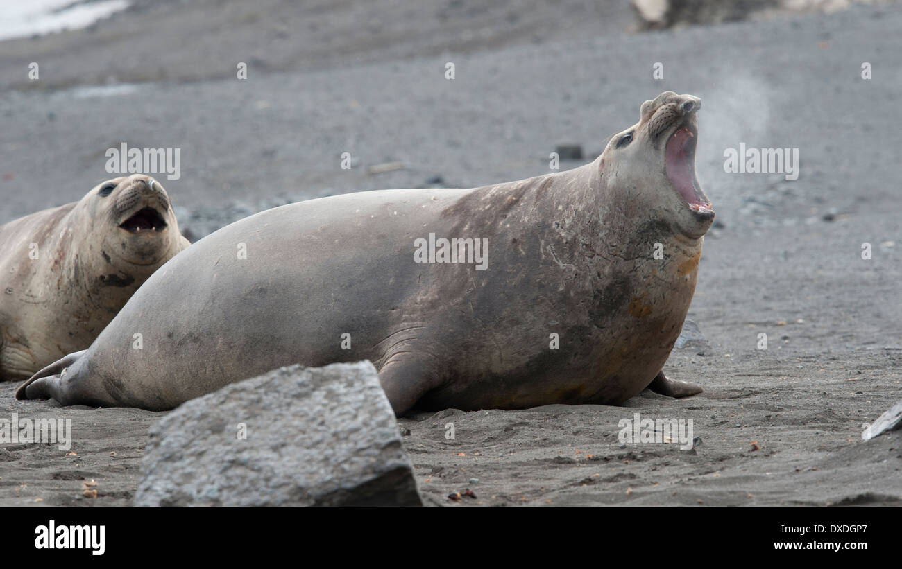 Southern Elephant Seal Bull, Mirounga leonina, roaring, Hannah Point, South Shetland Islands. Stock Photo