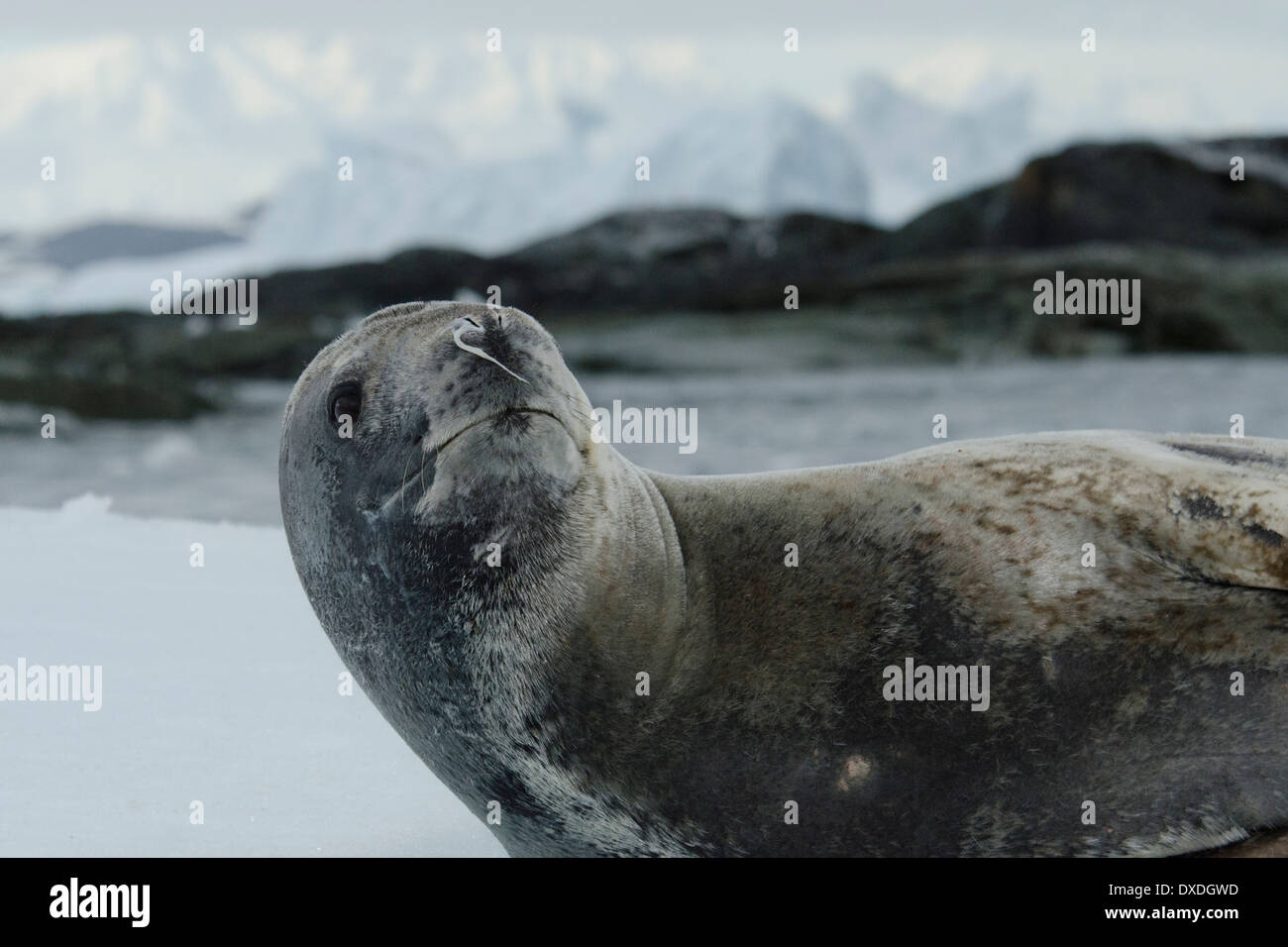 Leopard seal penguin hi-res stock photography and images - Alamy