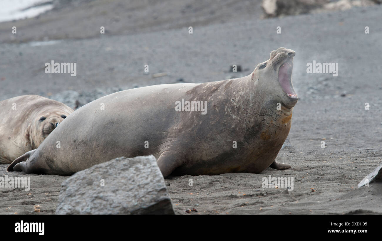 Southern Elephant Seal Bull, Mirounga leonina, roaring, Hannah Point, South Shetland Islands. Stock Photo