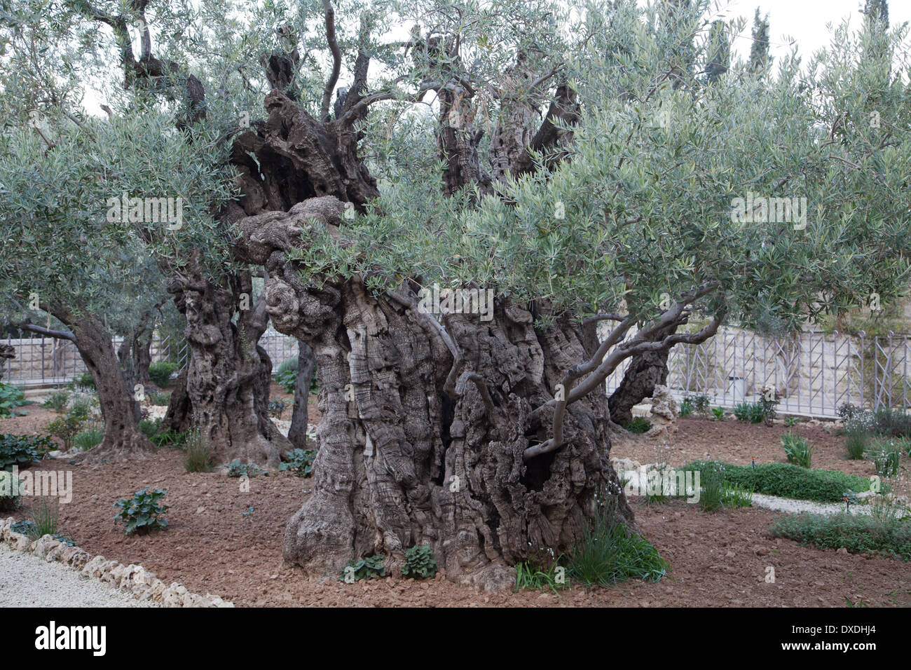 Artificial Ancient Olive Tree No. 2 - Olive Grove Oundle