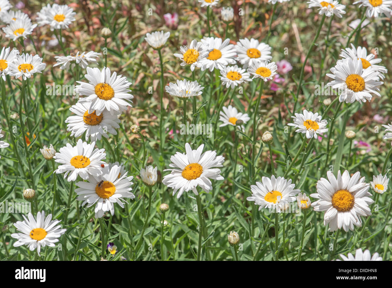 Close up meadow blooming hi-res stock photography and images - Alamy