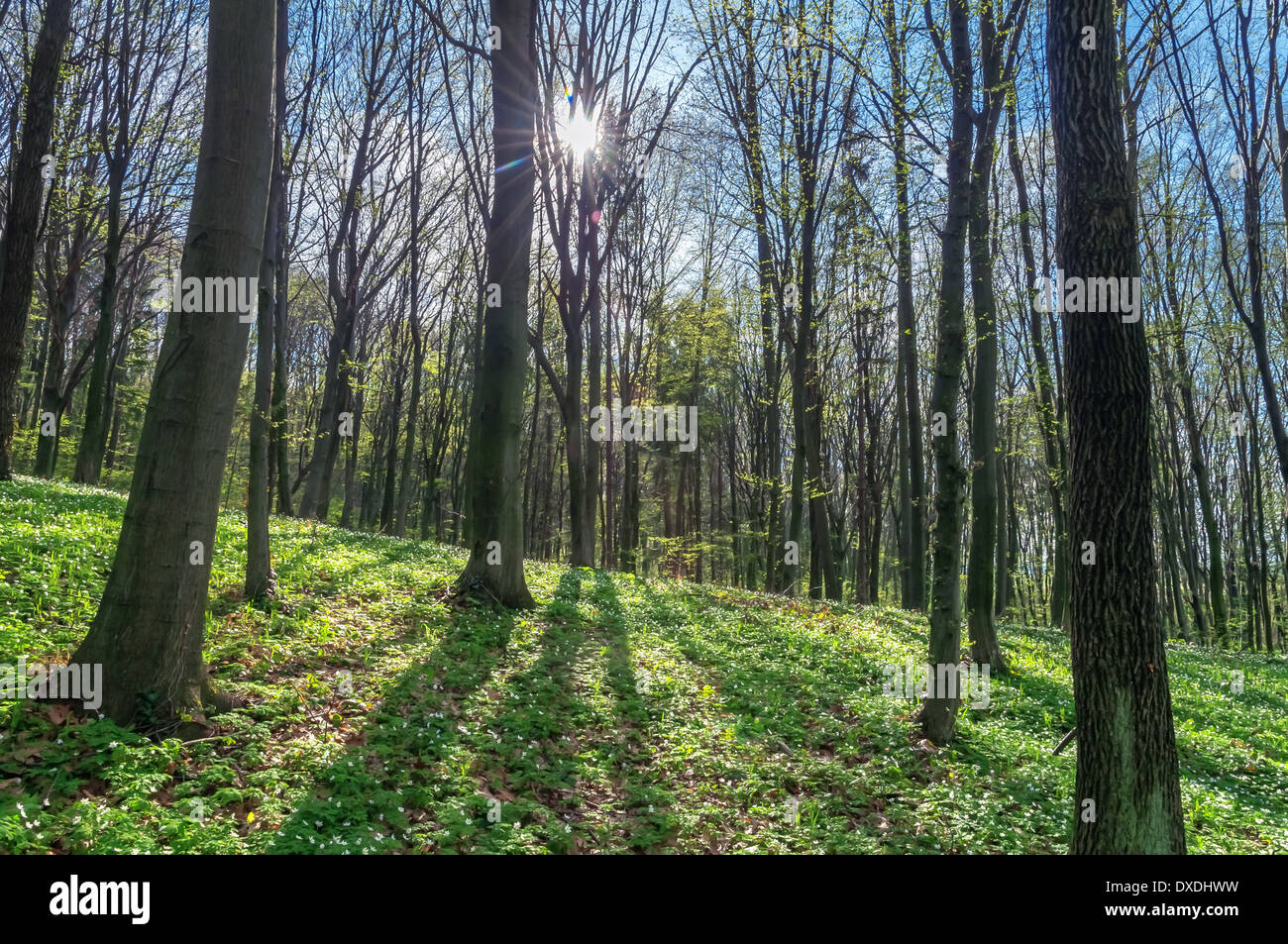 Group white forest anemone hi-res stock photography and images - Alamy