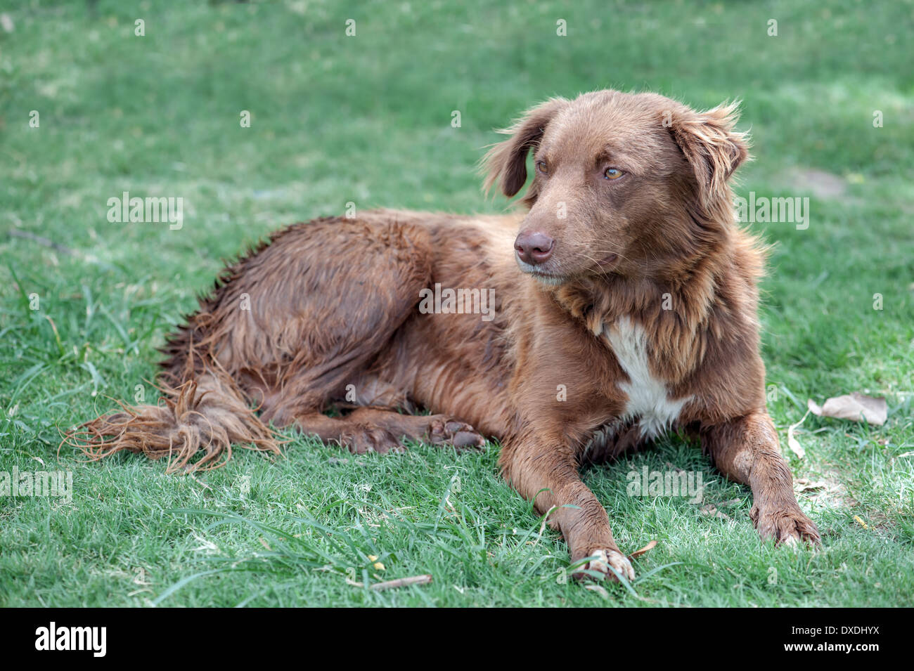 red mongrel portrait close up Stock Photo