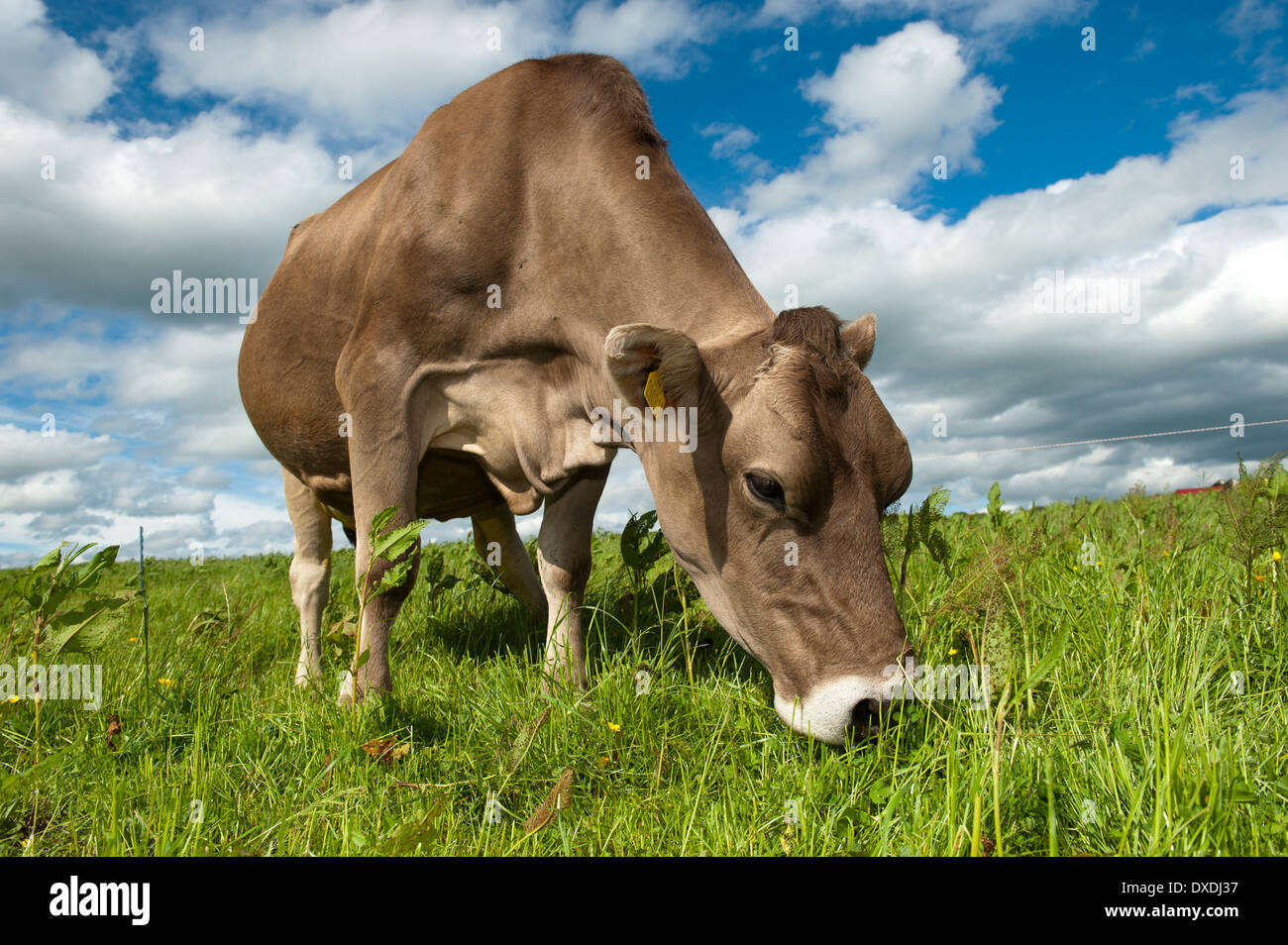 Brown Swiss cattle grazing in lush pasture. Dumfries, Scotland Stock