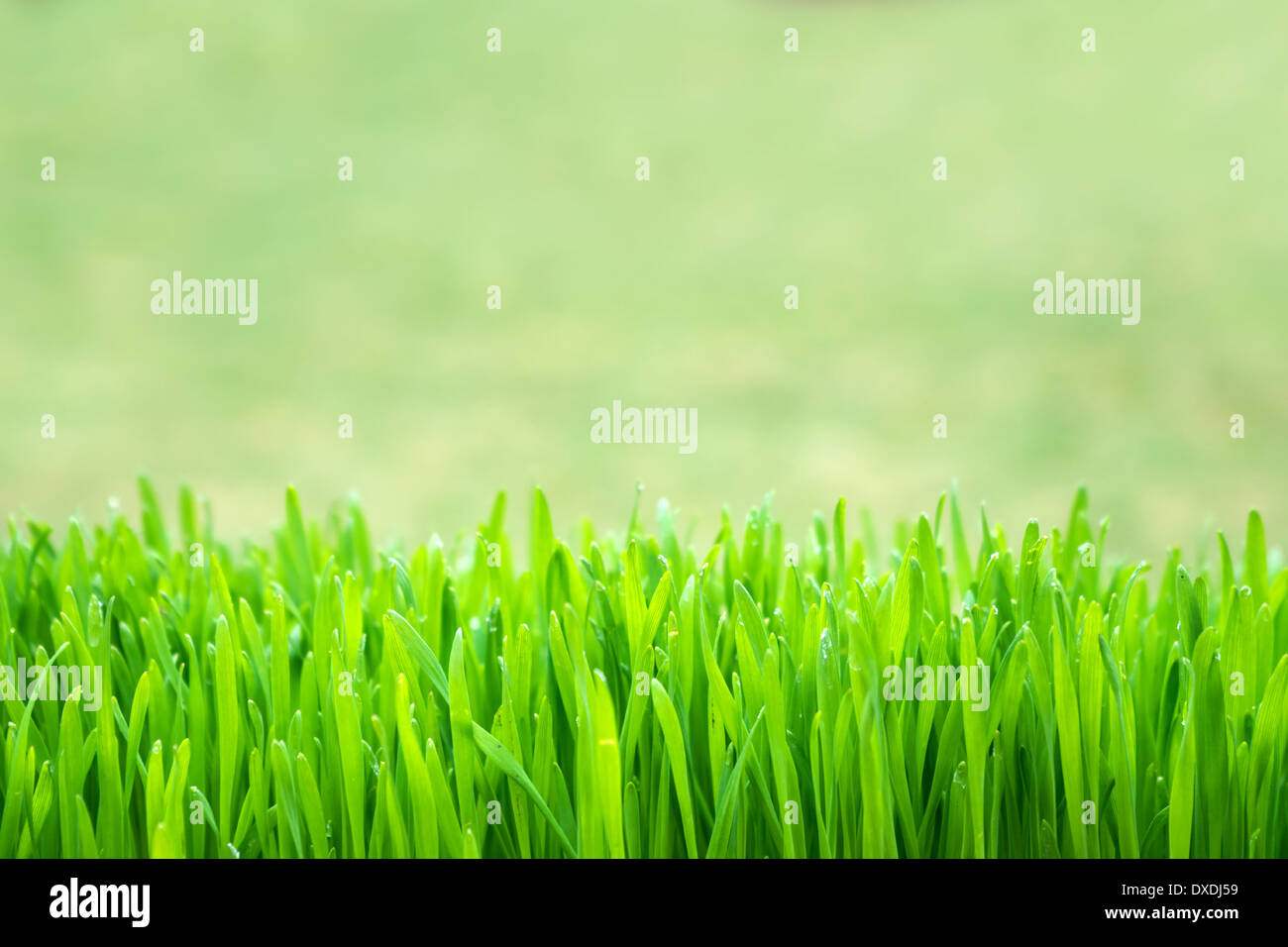 Green grass space hi-res stock photography and images - Page 2 - Alamy