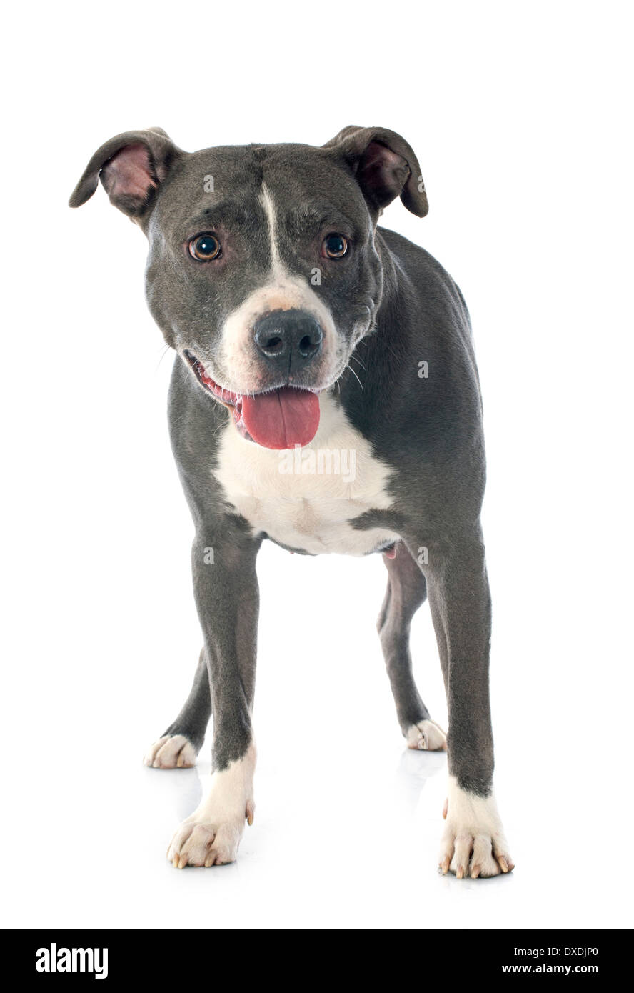 portrait of an american staffordshire terrier in front of white background Stock Photo