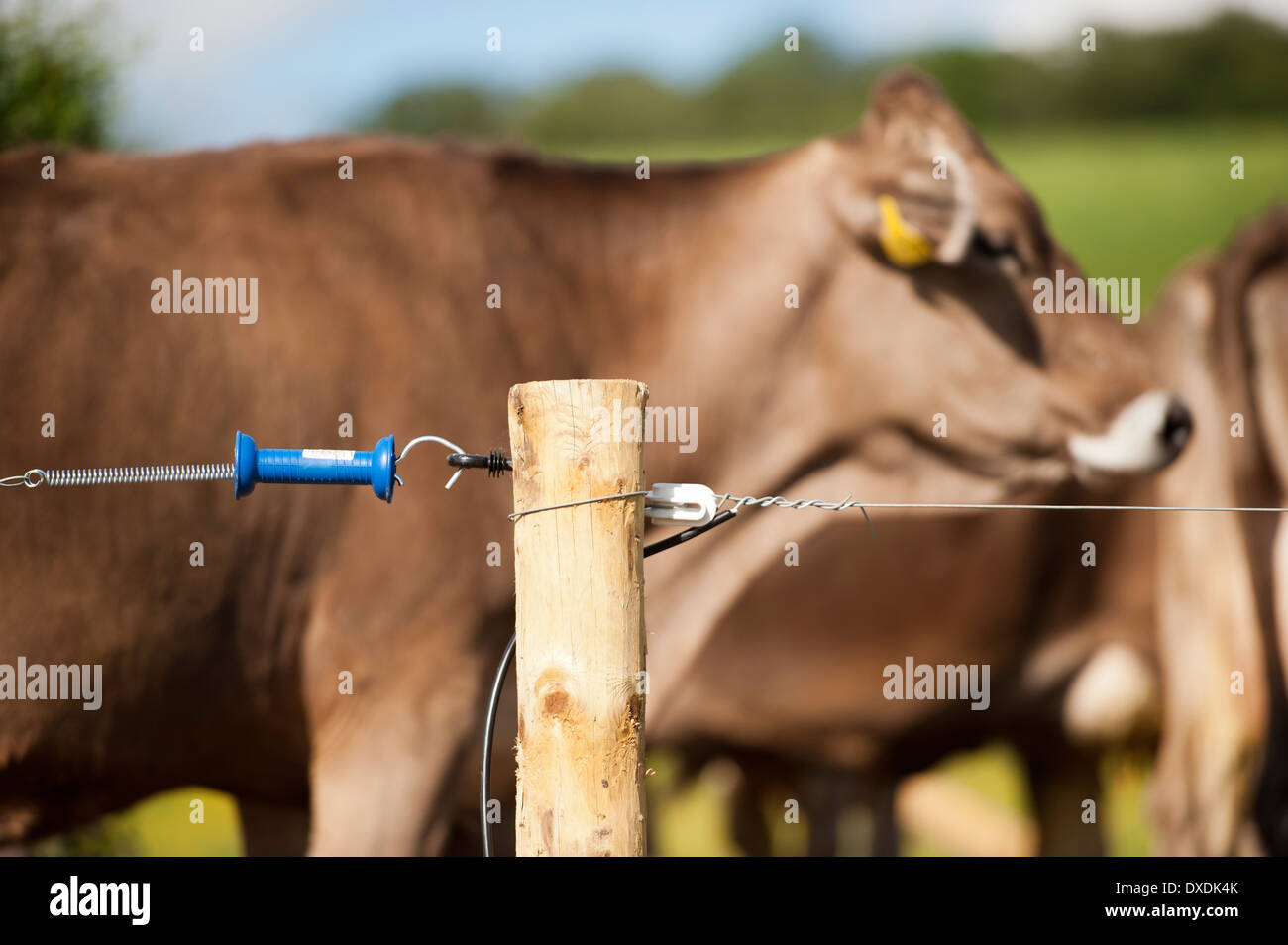 Electric fence set up along farm track to keep dairy cattle on