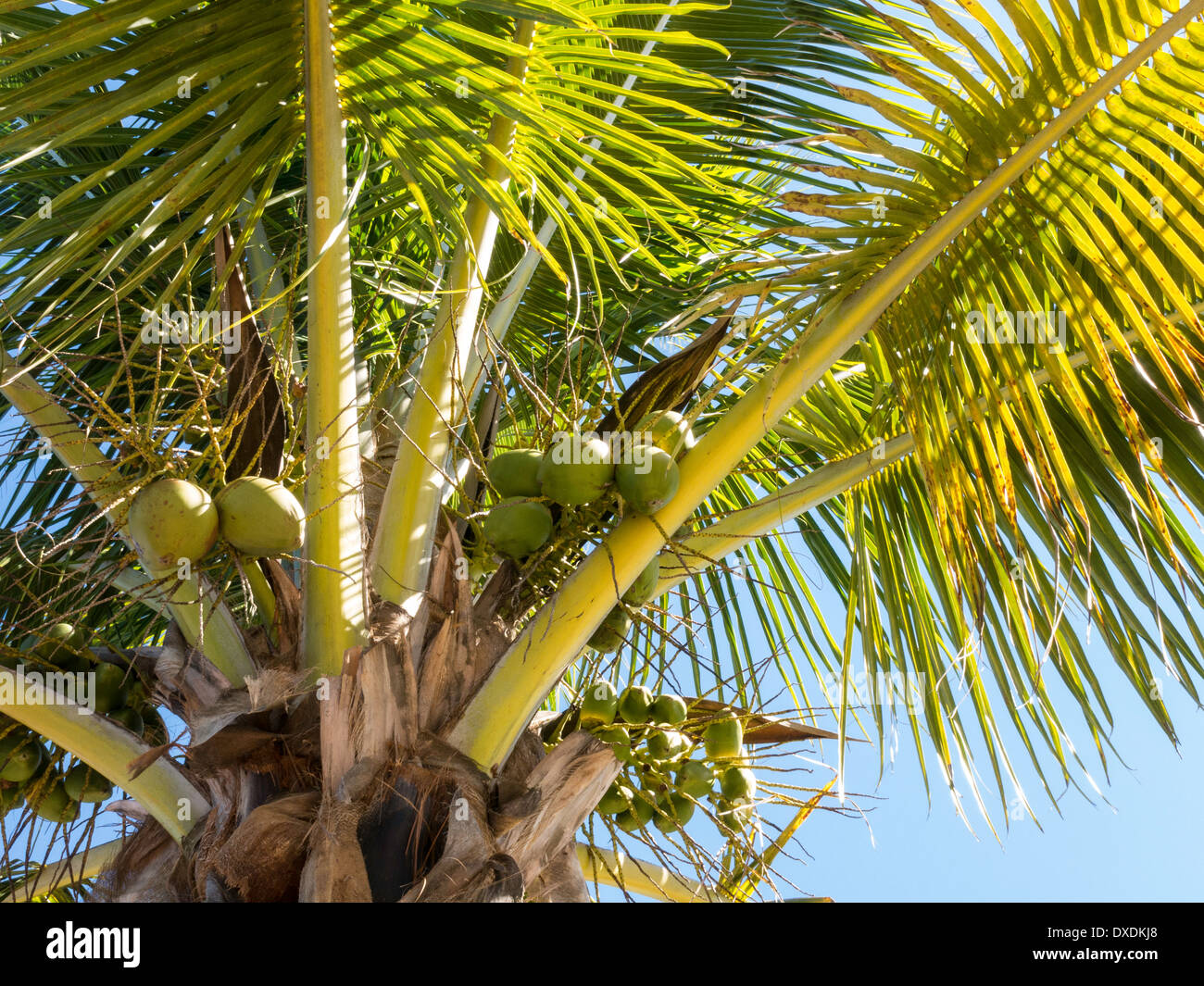 Coconut Palm Tree, Florida Stock Photo Alamy