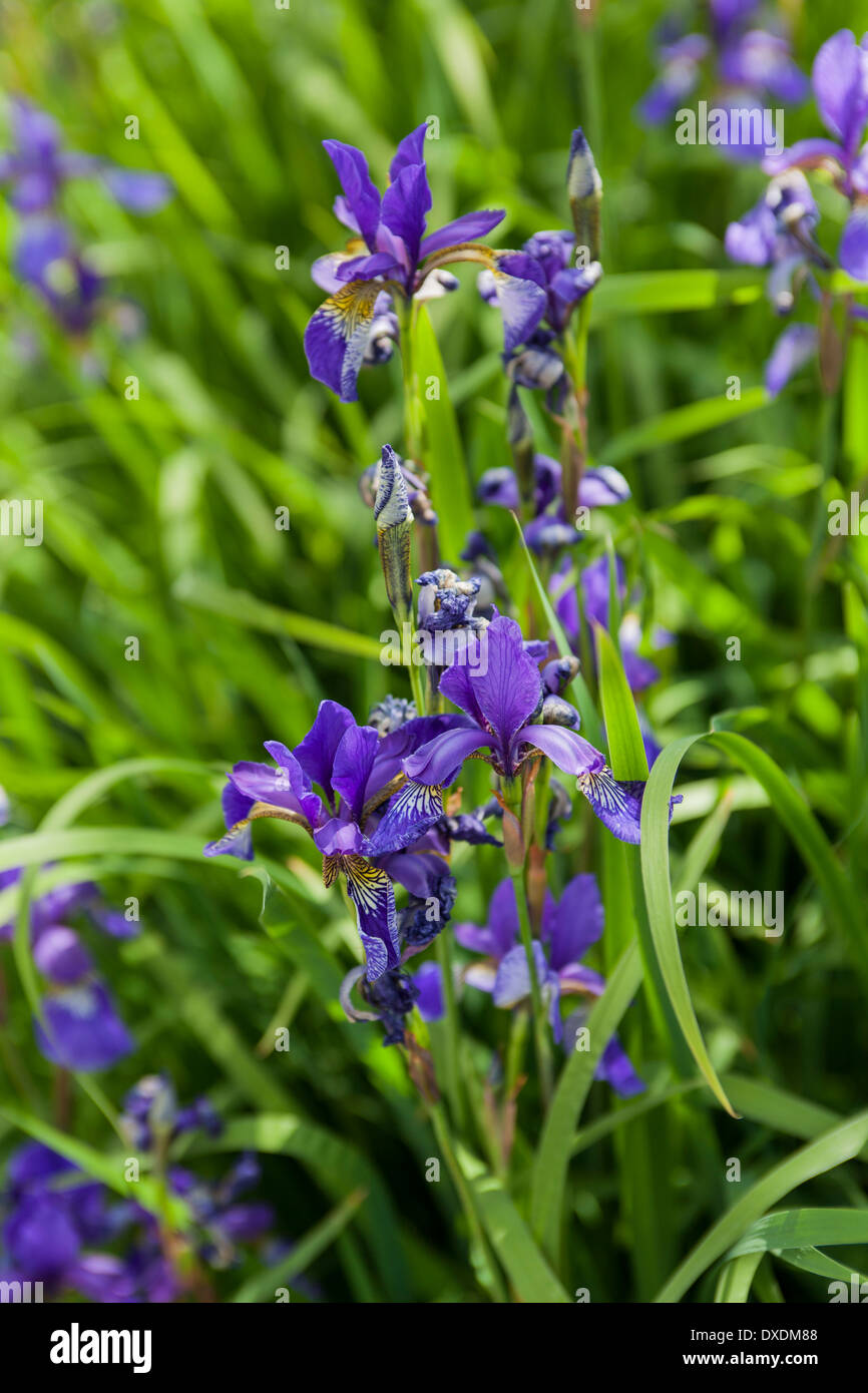 Iris in a field Stock Photo