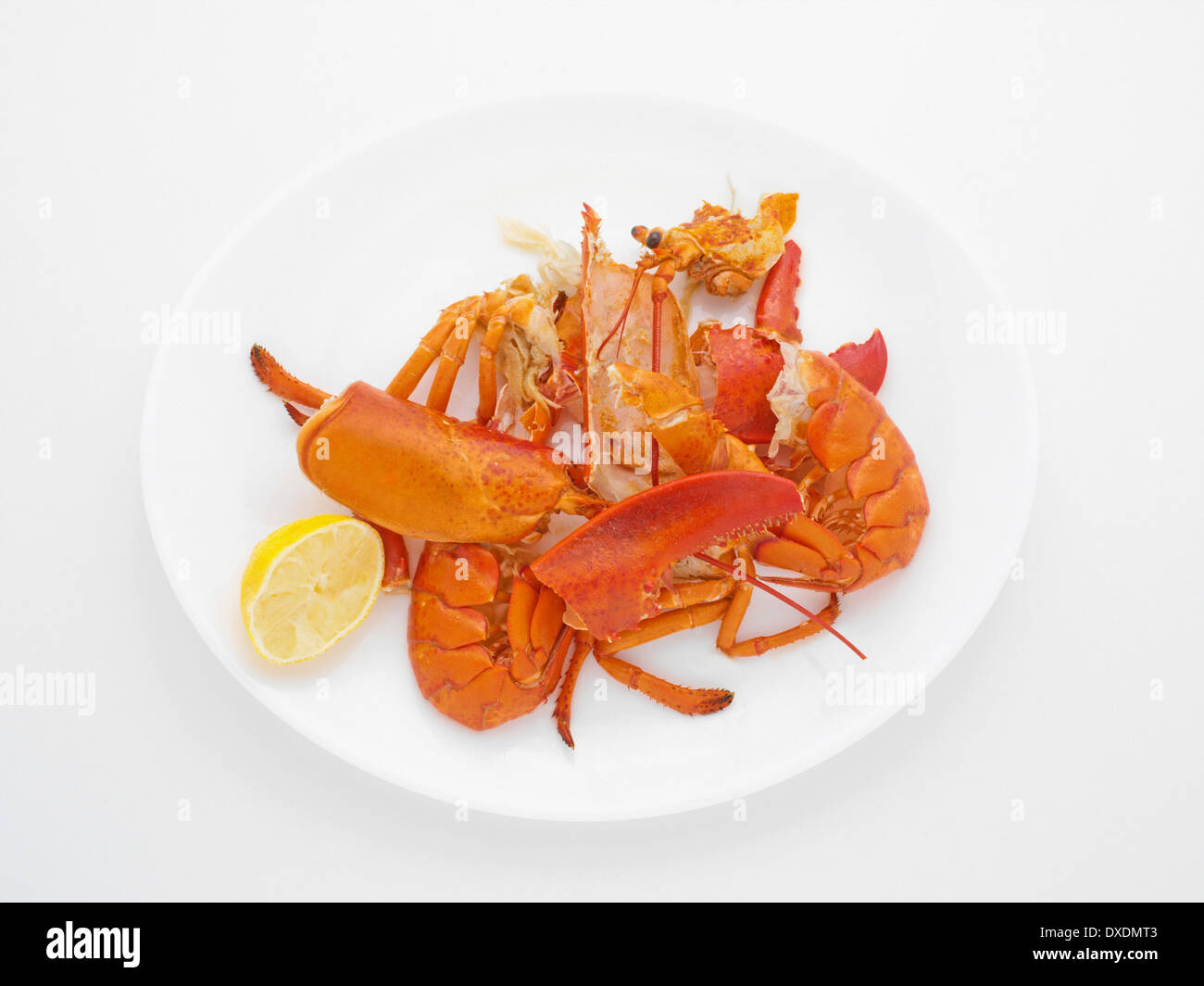 Leftovers of Lobster Dinner, Studio Shot Stock Photo