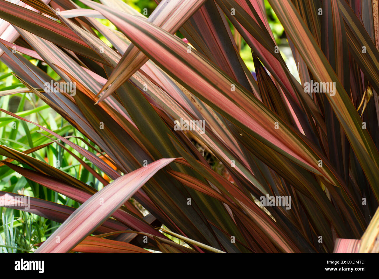 Brightly coloured strap like leaves of Phormium cookianum 'Evening Glow' Stock Photo