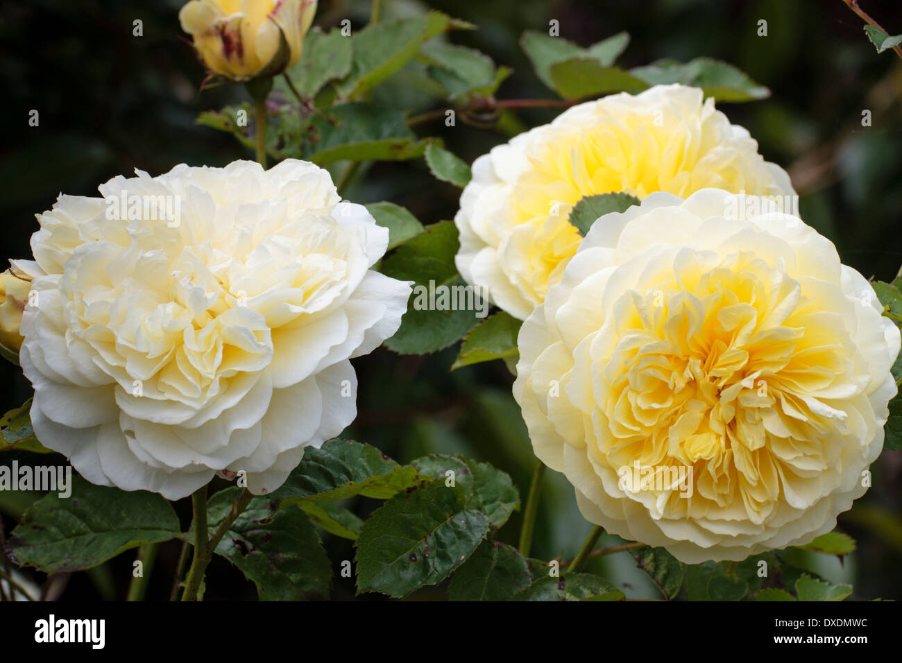 English shrub rose, Rosa 'Graham Thomas' Stock Photo