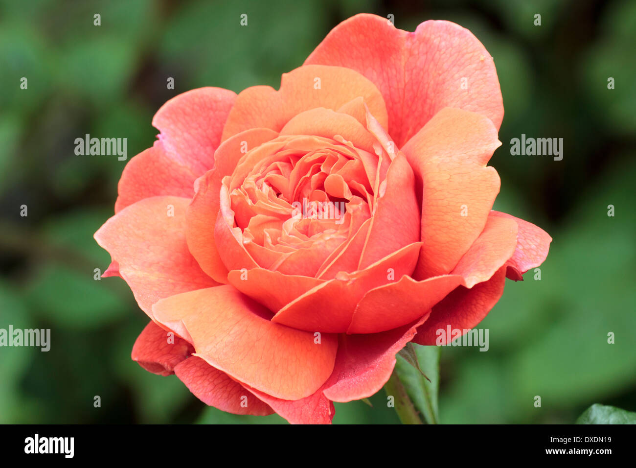 David Austin English rose, Rosa 'Summer Song' Stock Photo