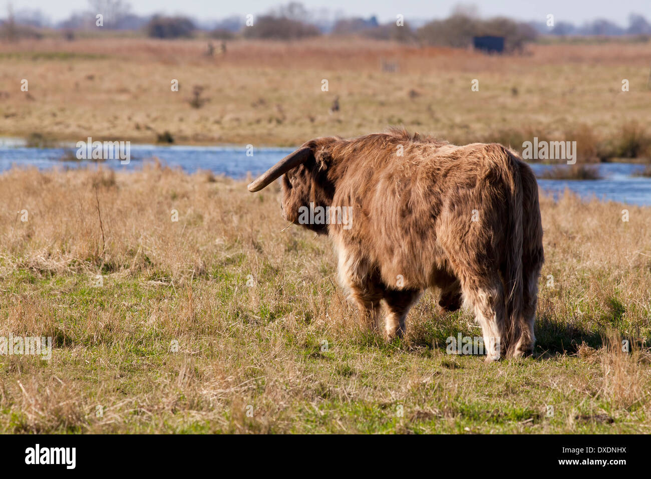 Highland cow standing in field Stock Photo