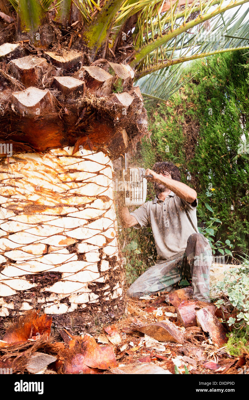 Man peeling palm tree with chainsaw, Majorca, Spain Stock Photo
