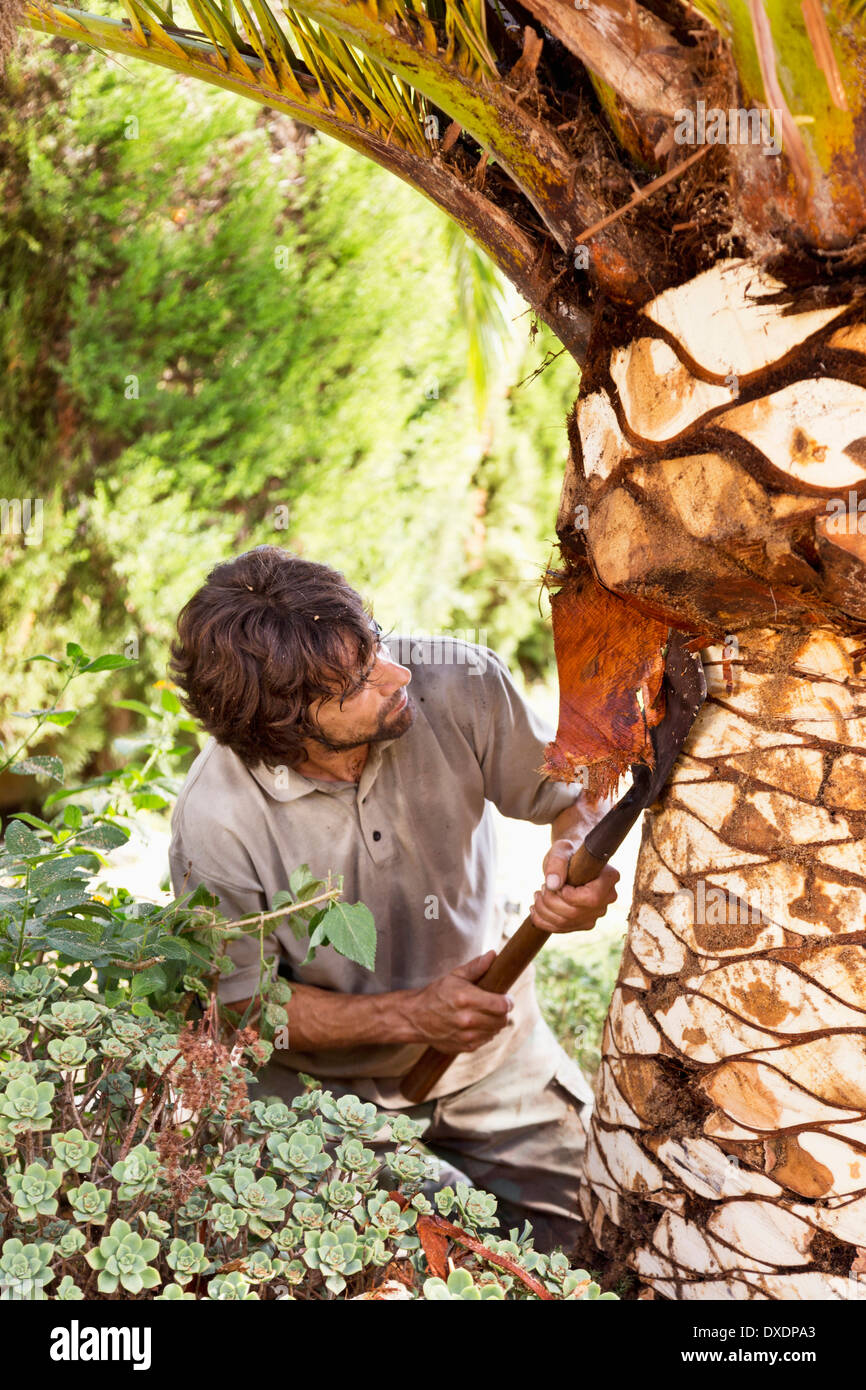 Man peeling palm tree with blade, Majorca, Spain Stock Photo