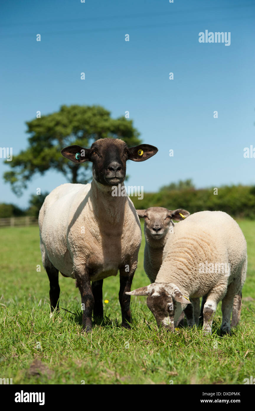 Lambs pasture hi-res stock photography and images - Alamy