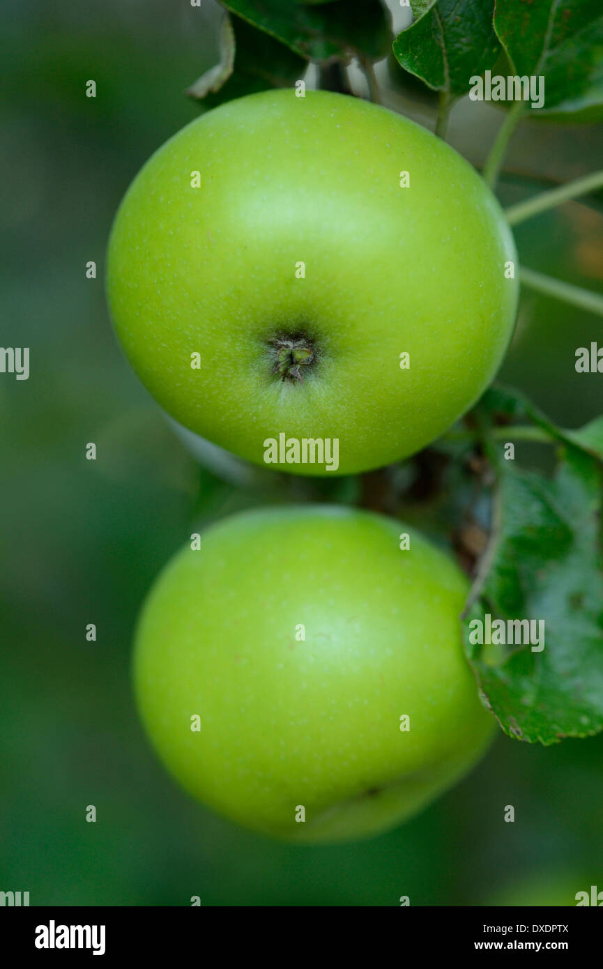 Close-up of Apples hanging on Tree, Styria, Austria Stock Photo