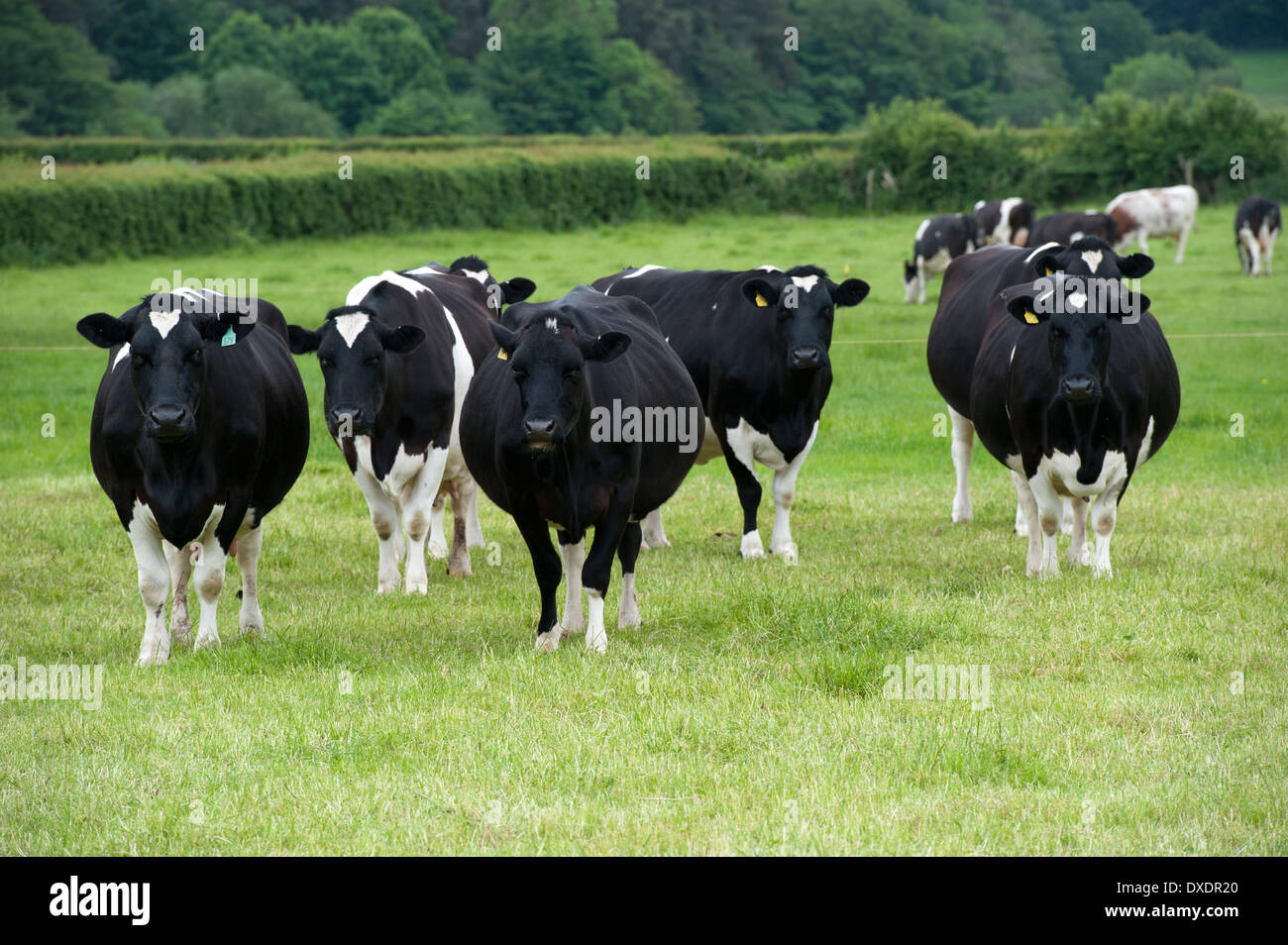 Holstein Friesian dairy cattle grazing in fields. Cumbria, UK Stock Photo