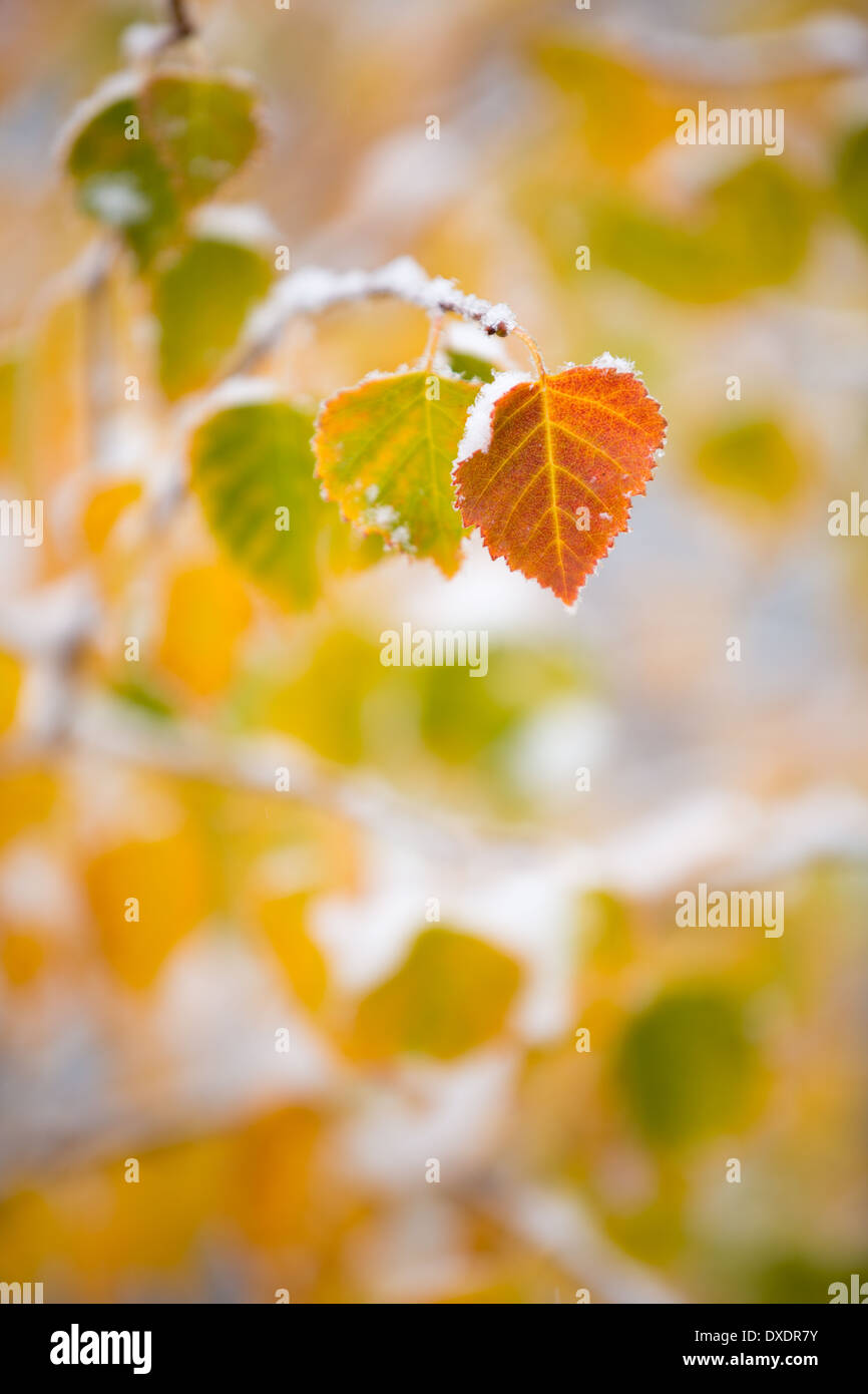 Autumn colour and the first snow on Dome Hill above Dawson City, Yukon Territories, Canada Stock Photo