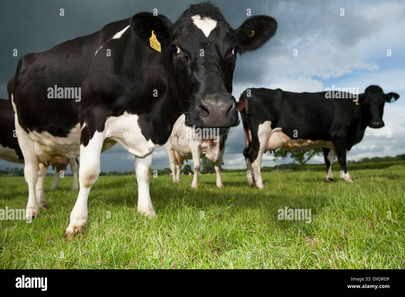 Dairy cattle farming hires stock photography and images Alamy