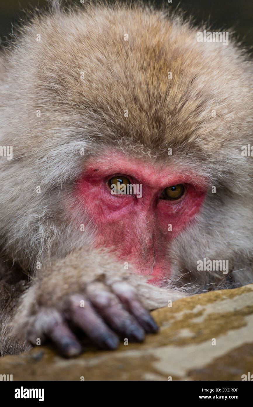 A portrait of a japanese macaque (Macaca Fuscata) in Jigokudani, Yudanaka Stock Photo