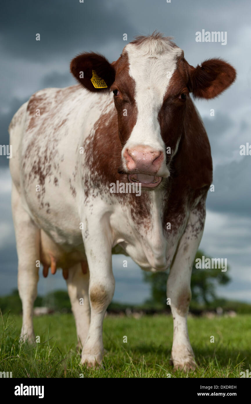 Dairy Shorthorn cattle in pasture. Cumbria, UK Stock Photo Alamy