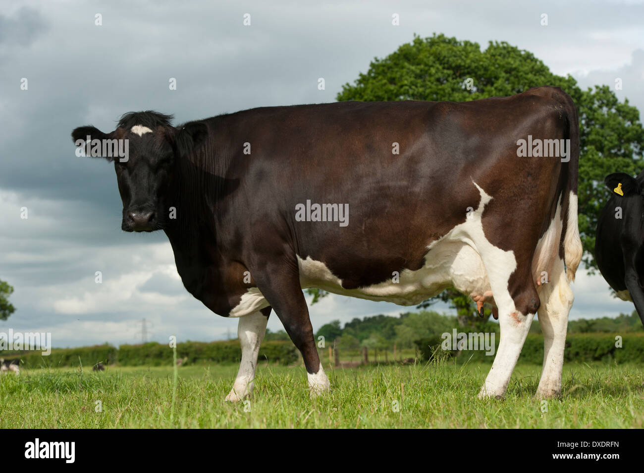 Holstein Friesian dairy cattle grazing in fields. Cumbria, UK Stock ...