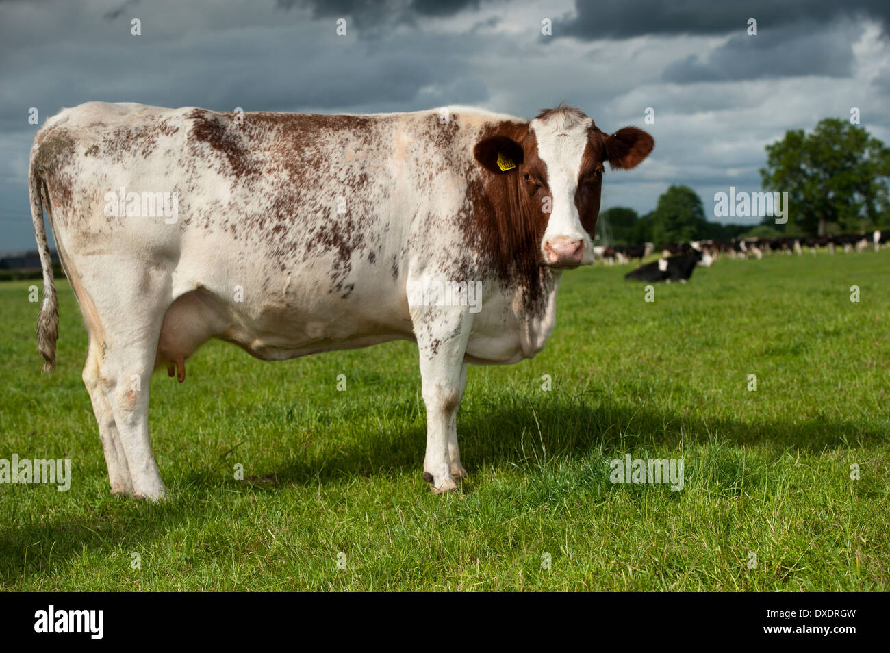 Dairy Shorthorn cattle in pasture. Cumbria, UK Stock Photo Alamy